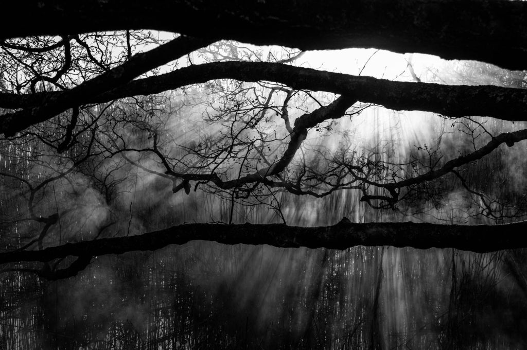 Metsämaisema, jossa valo siivilöityy mustien oksien välistä kohti maata.