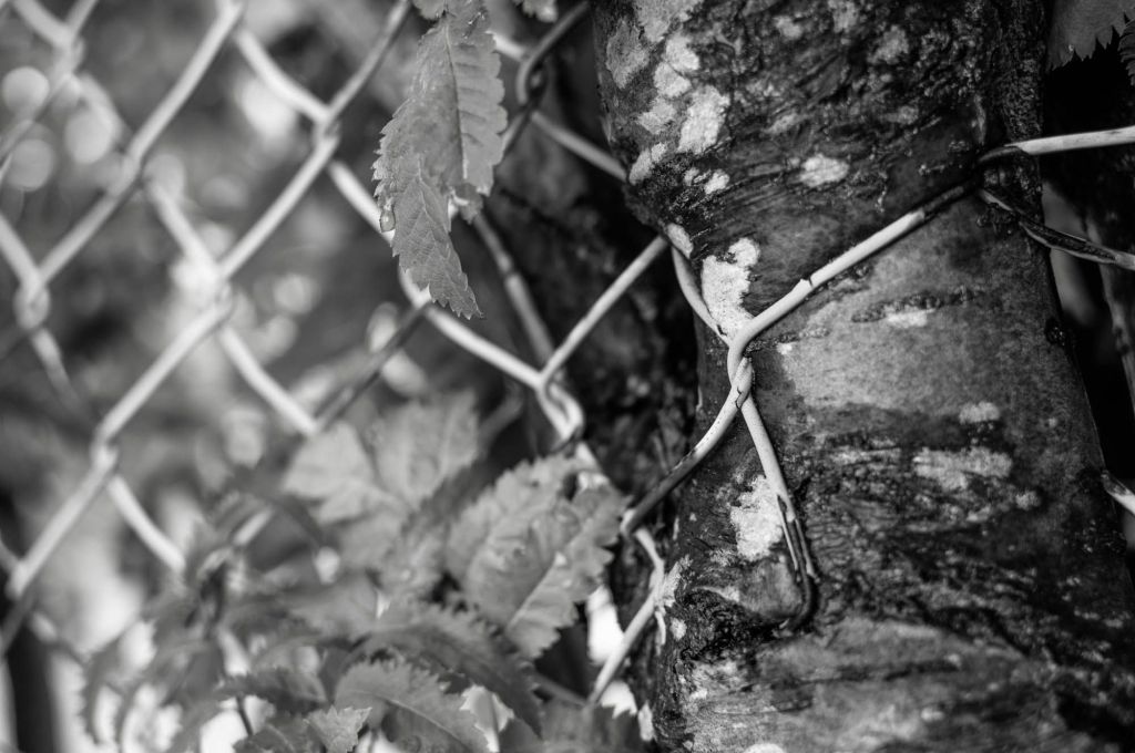 Puun lehtiä ja koivun runko, joka on kasvanut metallisen verkkoaidan ympärille niin että aita on jäänyt rungon sisälle.